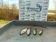 Плехановские пруды