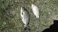 Поливной
