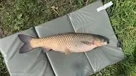 Коптево