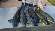 Рыболовная усадьба Остров