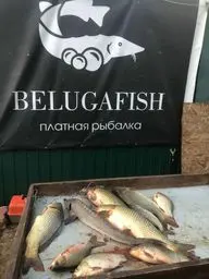 BelugaFish