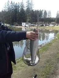 Маклино Золотой карп