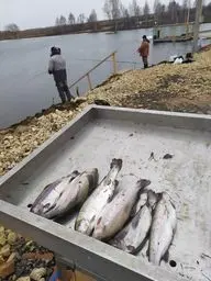 Кокино