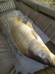 Carp Fishing на Кабаньих Прудах